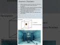 Why the name Anechoic Chamber??