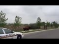 Buffalo on the loose in Round Rock, Texas
