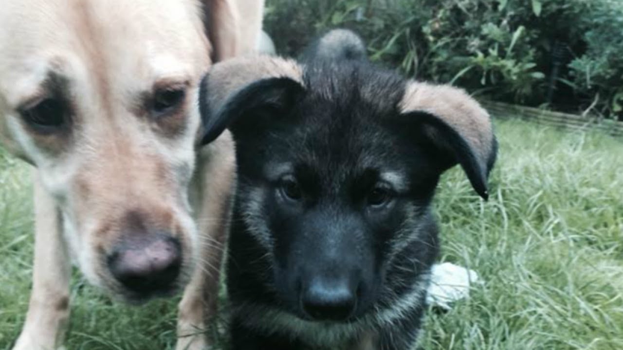 Dog Home Boarding Kennels Near Me in Margate Kent 5 Star Review YouTube