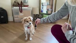 Kokoni Dog Learns New Trick! #kokoni #dogtricks #smart #funnyshorts #dogsofyoutube