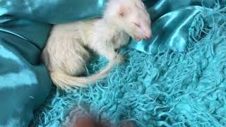 Waking my 9 year old ferret for lunch time