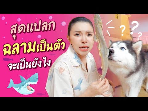 ขนมสุดแปลก-พาสองข้าวกินฉลาม!!-