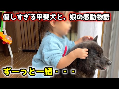 【感動】甲斐犬一休と娘の4年間を振り返ったら、涙腺崩壊しました