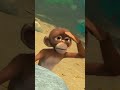 Sweet Moments – Jungle Beat | Munki and Trunk | WildBrain Fizz | Full Episodes | Kids Cartoon 2024
