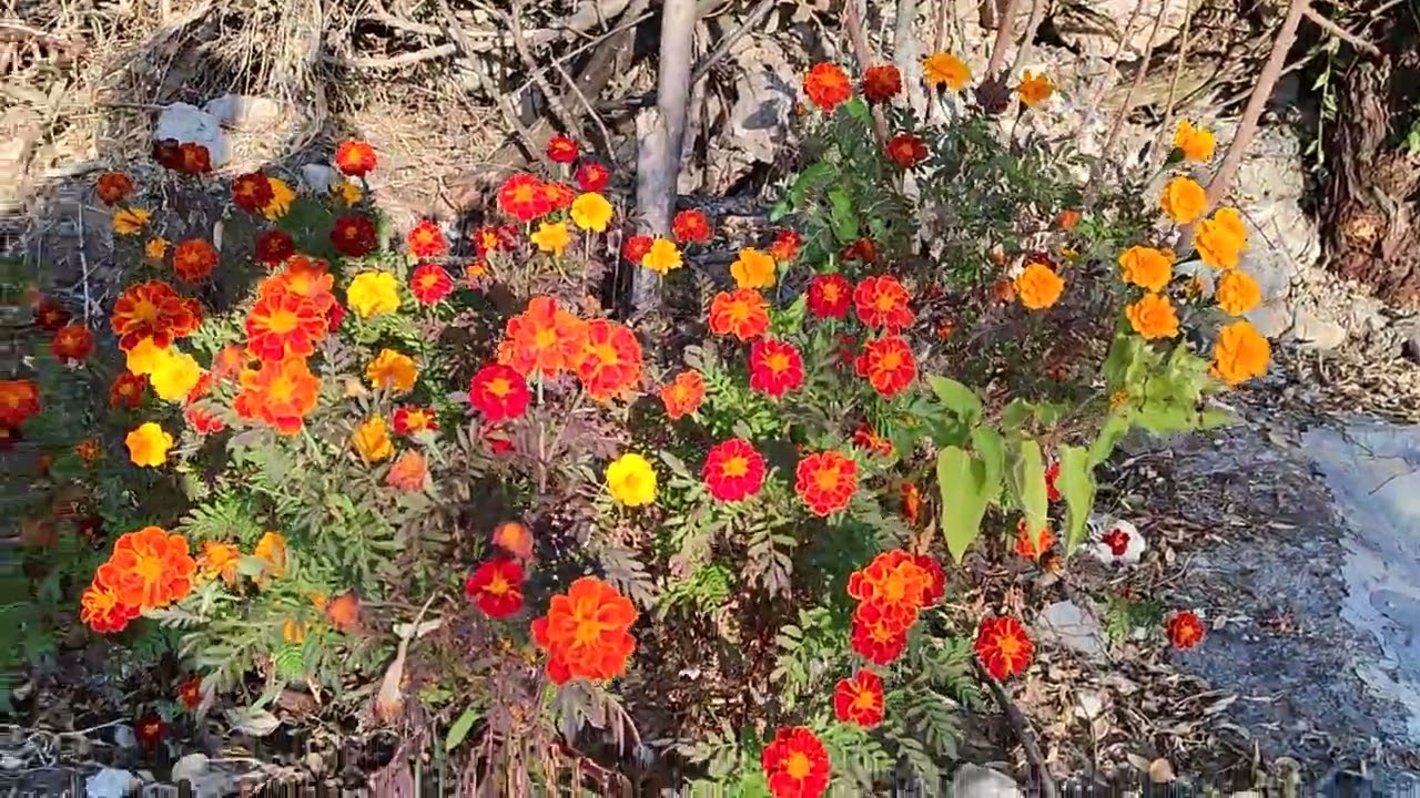 Son baharın son gülleri 