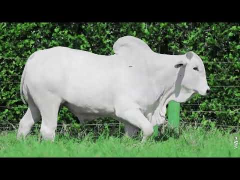 LOTE 53 - REMC A6685, Touro Nelore à venda no 23º MEGA LEILÃO GENÉTICA ADITIVIA 2026