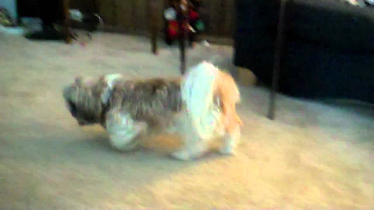 camera iphone 8 plus apk buster