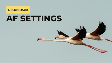 Nikon D500 Autofocus Settings for Super Sharp Bird Photos!