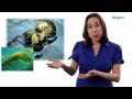 Keystone And Indicator Species In Ecosystem Dynamics