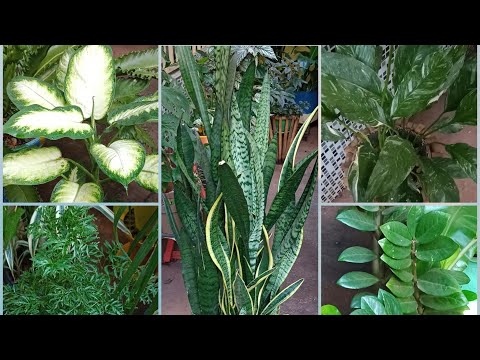 Vídeo: As plantas precisam viver com sucesso na terra?