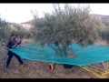 paraguas manual recolector de olivas y almendras