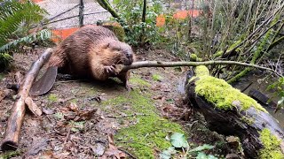 This One’s for the Beaver Believers | Beaver Branch Challenge