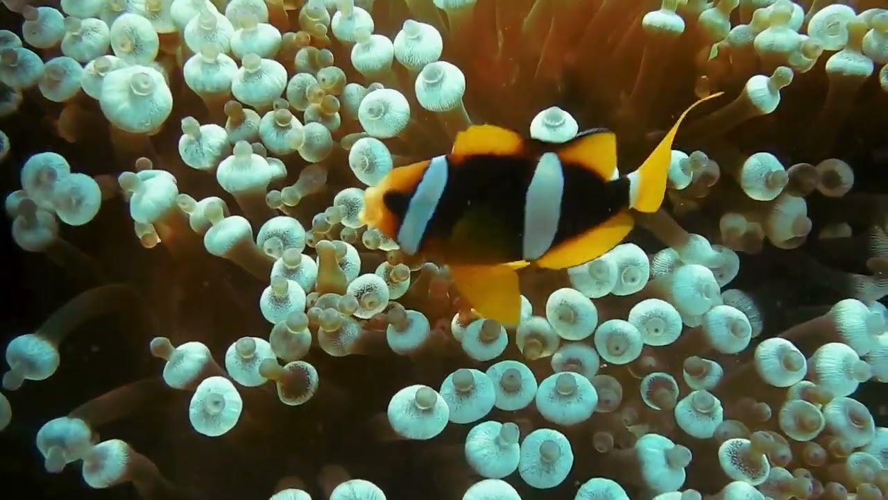 Sea turtles and tropical fish swimming in peaceful waters - a few minutes of calm |Tortugas marinas