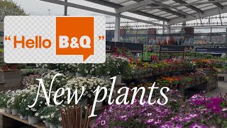 New plants at B&Q 🪴Checking out the new stock at B&Q. Plant shopping #gardening #shopping #bargain 