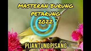 Suara Asli Burung Pijantung Pisang Gacor Untuk Masteran