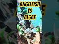 Who knew they could be such hardworking cleaners? #Angelfish #AquariumLife #AlgaeCleaner #FishTank