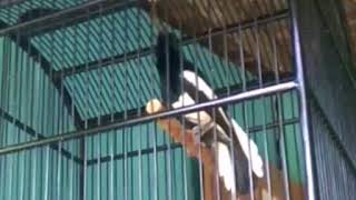 Download New Terapi Burung kacer cepat buka ekor New Terapi Burung kacer cepat buka ekor