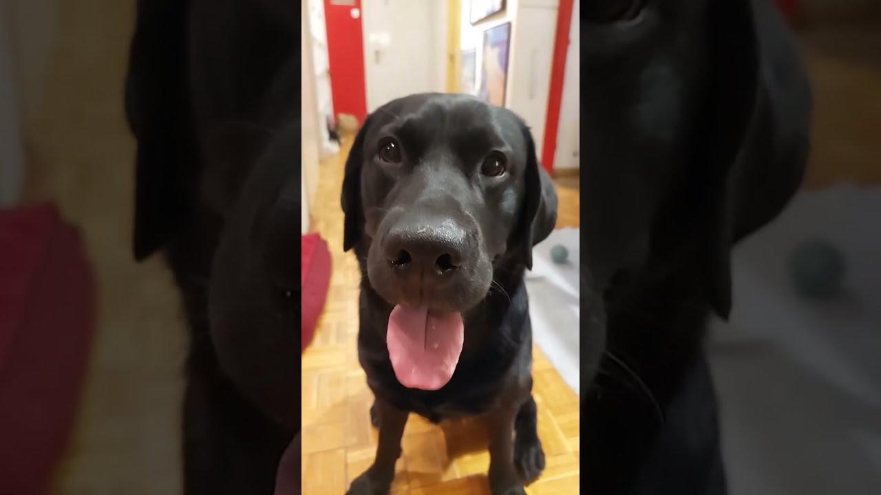 Laiko Labrador You'll Like is live