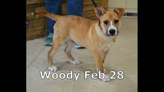 Woody Happy Dog Rescue