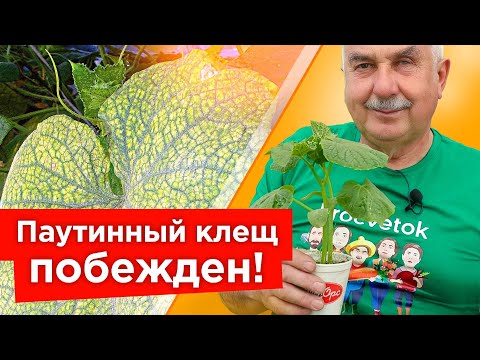 ОТ ПАУТИННОГО КЛЕЩА НА ОГУРЦАХ ПОМОГАЕТ МГНОВЕННО! Самые действенные средства от паутинного клеща