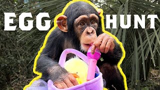 EASTER EGG HUNT WITH CHIMPANZEES! by Myrtle Beach Safari 41,337 views 2 years ago 11 minutes, 49 seconds