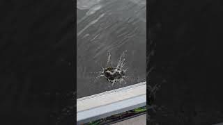 Отчеты о рыбалках в Самаре https://vk.com/rybalkasgidomru  #fishing #рыбалка  #fish