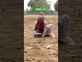 Sowing Fresh Shyama Tulsi at Wingreens Farms!