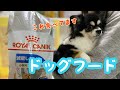 チワワのかほご犬ふー、ダイエットの為ドッグフード変えました。[Chihuahua on a Diet]