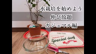 ガジュマルで水栽培を始めよう 100日間の成長記録 続きは説明欄にまとめ載せてます Youtube