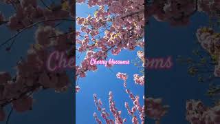 cherry blossoms #hungary Buda Castle #sakura #spring