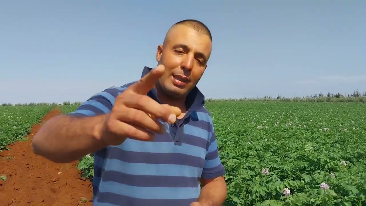 إرشادات ونصائح فلاحية الإنتاج البطاطس 🍟 المارسية خبرة وتجربة في المجال الفلاحي مع كيفية تسويق