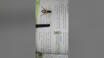 Class-3,Subject-Science, Video-38, Chapter-4, Common Insects, Part-1  By-Mrs Varsha