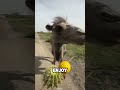 Camel Pranked By His Owner After Tasting Some Sour Lemon Funnytroll08 Camel Pranked By His Owner After Tasting Some Sour Lemon Funnytroll08