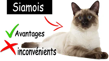 Quel est le prix d'un chat siamois ?