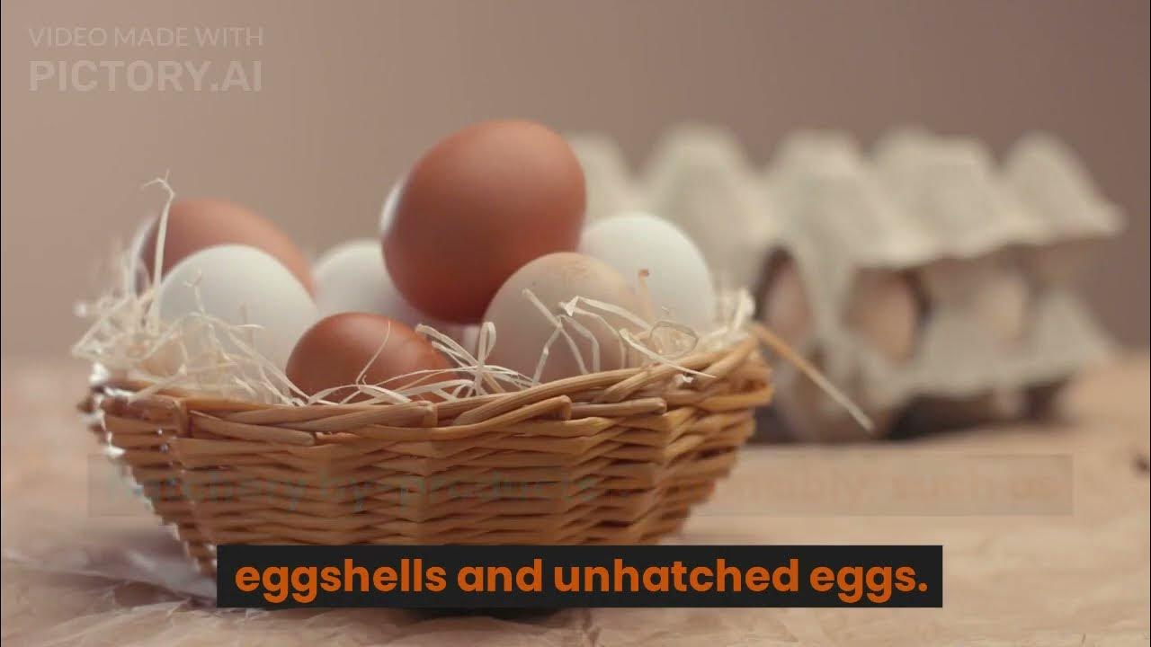 POULTRY HATCHERY MANAGEMENT YouTube