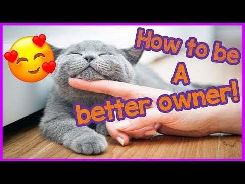 Video: 5 Tips Om Hvordan Du Kan Få Katten Din Til å Elske Deg Mer