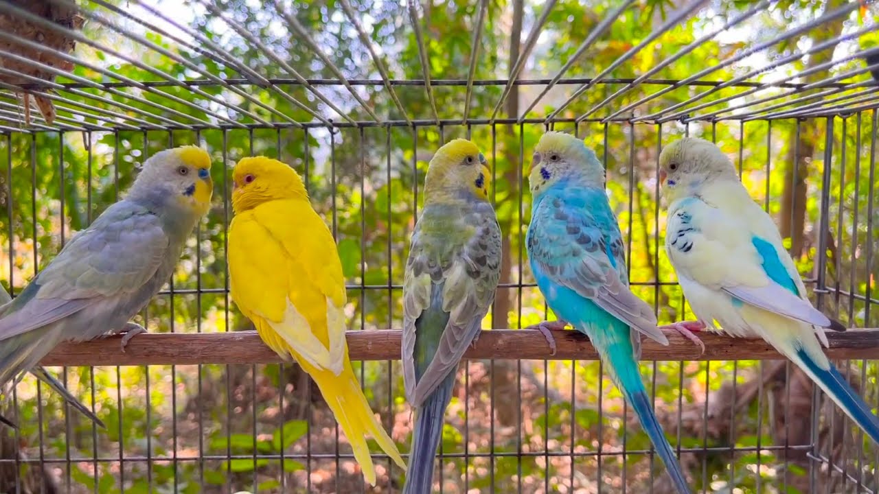 Budgie Birds Noises to make them Dance