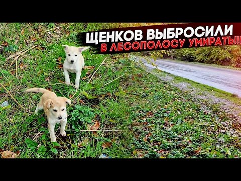 Нашли щенков в лесополосе у трассы!!!