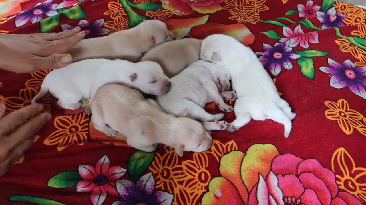 The puppies are taken to a better place with the consent of the mother