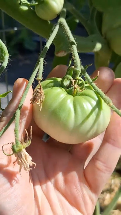 The Calm Before the Harvest – Tomatoes, Cucumbers & Onions Loading
