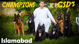 Long Coat Black German Shepherds In Pakistan || German Shepherd Puppies Price