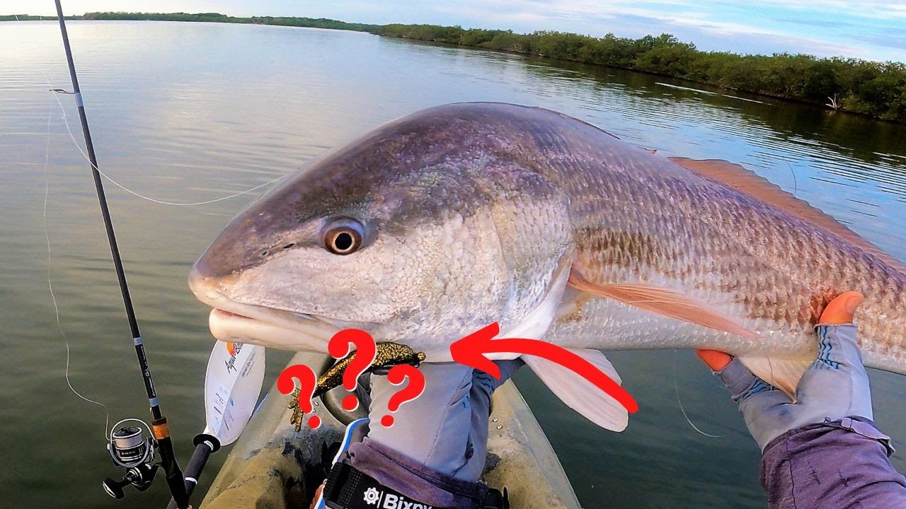 THIS New Shrimp Lure Catches MONSTERS (Drag Screaming Action!!)