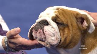 National Dog Show 2019 Best In Show Winner "Thor"