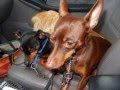 Dog Obedience Group, Wallkill, NY 845-430-1764 Dog Obedience Group, Wallkill, NY 845-430-1764