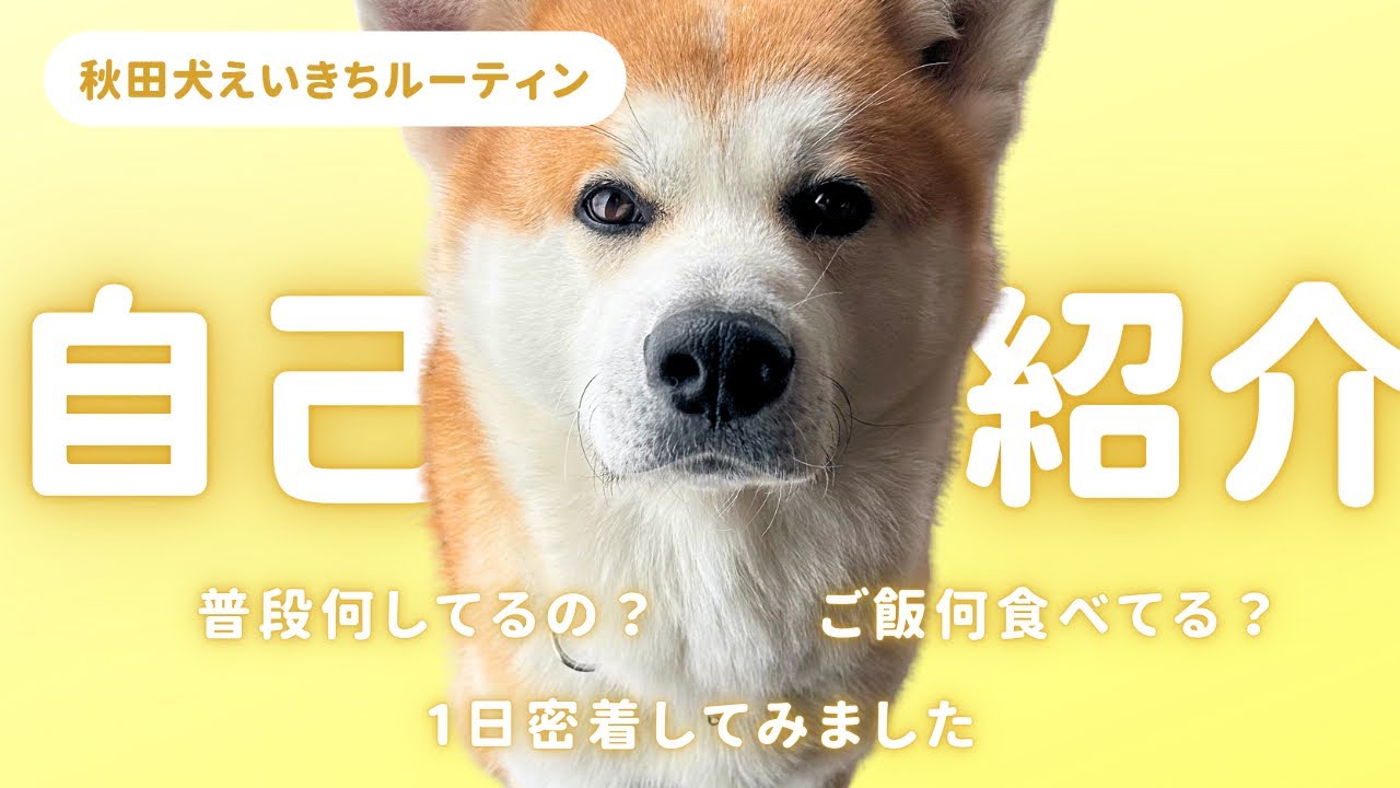【密着】秋田犬えいきち1日ルーティン