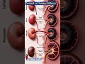 Normal Kidneys vs Damaged Kidneys #digestiveprocess
