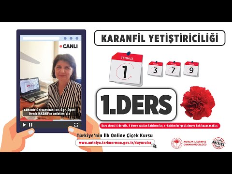 Video: Dianthus Bitki Arkadaşları: Dianthus ile İyi Çalışan Bitkiler Hakkında Bilgi Edinin