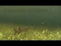 Underwater predators: watch pike hunting (щука на охоте под водой) Fishcam.