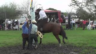 Jineteadas de Caballos Clina Limpia Curuzú Cuatiá 5/5/24