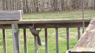 041322 Squirrel licking deck railing - it does it every day!